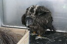 Jungvogel Bartgeier vor Auswilderungsaktion