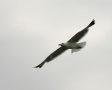 Mittelmeermöwe steht auf Holzpflock