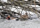 Kolbenenten Paar (Weibchen und Männchen) in Gewässer schwimmend bzw. auf Ast sitzend