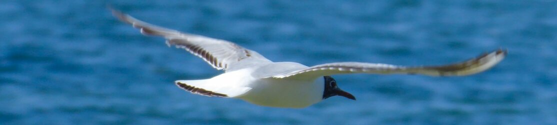 Lachmöwe im Flug