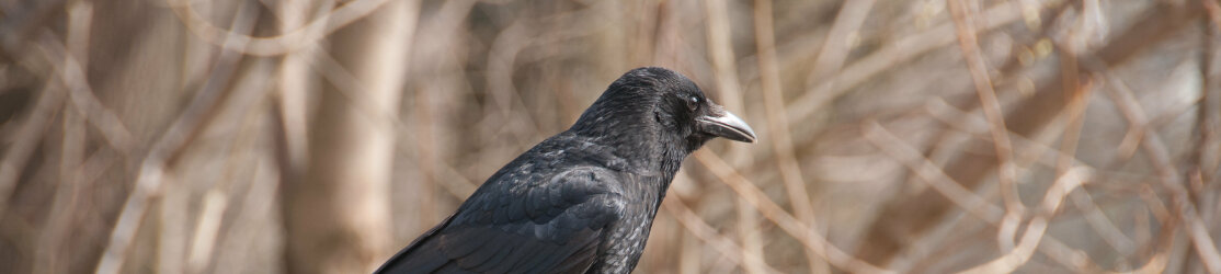 Kolkrabe Corvus corone Rabenkrähe