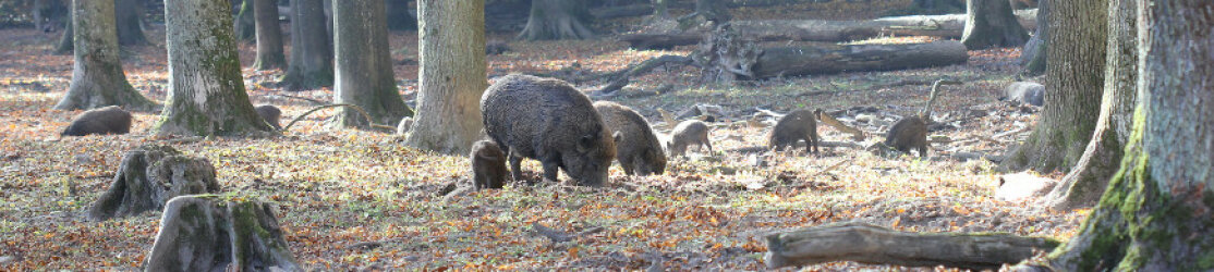 Schwarzwildrotte bei der Nahrungssuche im Wald