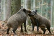 zwei Wildschweine