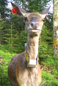 Mit GPS-Halsbandsender markiertes Rotwild-Alttier