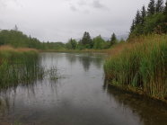 Gewässer mit Ufervegetation bei Regen