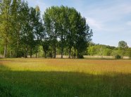 Lebensraum Wespenbussard: Laub- Nadelmisch-, Auenwälder, Feldgehölz, alter Baumbestand 