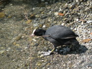 Blässhuhn an Ufer laufend