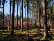 Nadelwald im Wald fotografiert