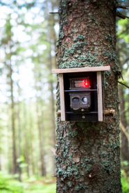 Mit Kamerafallen lassen sich Daten zur wissenschaftlichen Dichteabschätzung von Wildtieren erheben