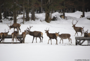 Rotwild an Futtertischen im Wintergatter