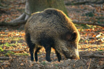 Schwarzwild im Gebrech