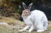 Schneehase im Fellwechsel. Brauner Kopf und weißer Körper.