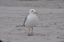 Silbermöwe auf Sand stehend nach rechts blickend