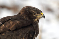 Mäusebussard von der Seite 