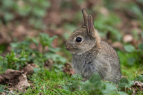 kleines Wildkaninchen sitzend