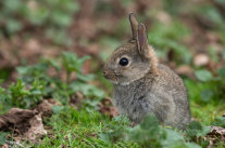 kleines Wildkaninchen sitzend