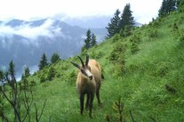 Gams auf Wiese stehend mit Wolken im Hintergrund