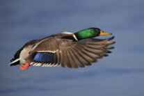 männliche Stockente im Flug