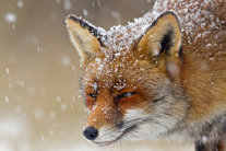 Fuchs Nahaufnahme Kopf bei Schneefall