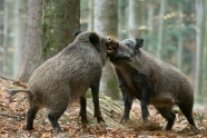 zwei Wildschweine