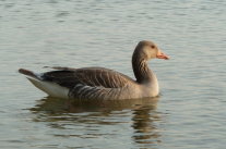 Graugans Schwimmend-seitlich