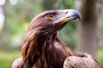 Nahaufnahme Steinadler Kopf auf die Seite blickend