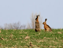 Feldhasen zwei am Horizont