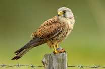 Turmfalke auf Pfosten stehend