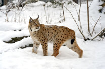 Luchs im Schnee