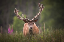 Hirsch frontal