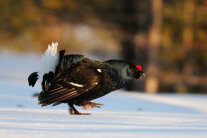 Haselwild Blickt auf die Seite im Schnee sitzend