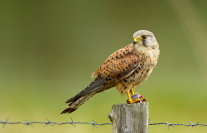 Turmfalke auf Zaun sitzend