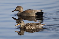 Schnatterenten Paar (Weibchen und Männchen) auf Gewässer nach links schwimmend.