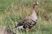 Blässgans in Gras stehend