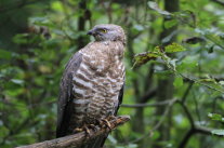 Männlicher Wespenbussard (Adulttier)