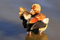 Nilgans in Gewässer stehend beim Putzen