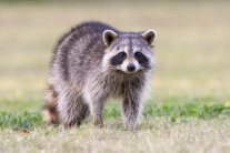 ein Waschbär steht auf einer Wiese