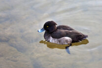 Reiherente auf Wasser schwimmend