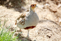 männliches Rebhuhn läuft auf sandigem Grund