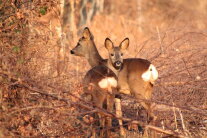 Rehwild Fotolia 53595278 S Catherine59133