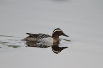 Knäkente_H.-J.Fünfstück_www.5erls-naturfotos.de