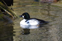 Männliche Schellente nach links auf See schwimmend