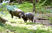 Marderhunde in Lichtung stehend