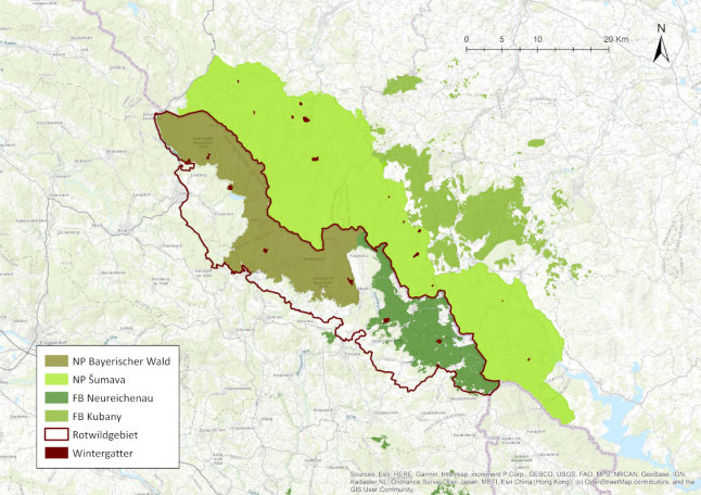 Das Projektgebiet umfasst die Fläche der Nationalparke Bayerischer Wald und Šumava, den Forstbetrieb Neureichenau und Teile des Forstbetriebs Kubany. Zur Überwinterung des Rotwilds werden Wintergatter genutzt, die verteilt über das komplette Gebiet angelegt wurden. Die Tiere wandern mit einsetzenden Schneefällen selbstständig in die Gatter ein und werden dort über den Winter gefüttert. Die Gatter werden erst im Frühjahr wieder geöffnet, wenn den Tieren natürliche Nahrung in ausreichender Menge zur Verfügung steht, ohne dass sie sich von Baumrinde ernähren müssen. Durch die Wintergatter wird somit das Schälen von Bäumen verhindert, was zum Absterben der geschädigten Bäume führen kann. In Deutschland ist das Rotwildvorkommen auf ausgewiesene Rotwildgebiete begrenzt. Tiere die außerhalb der Rotwildgebiete gesichtet werden müssen erlegt werden.