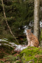 Luchs sitzt auf einem mit Moos bewachsenem Stein