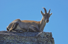 ein Weibchen sitzt auf einem Felsen