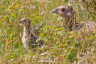 Fasanenhenne mit Küken im dichten Gras