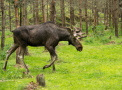 Elchbulle seitlich auf Wiese