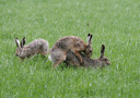 Feldhasen bei der Paarung