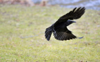 Rabenkrähe im Flug